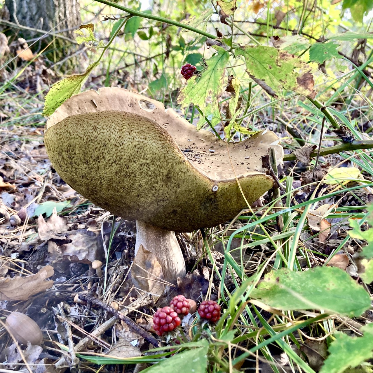 Natuur in de baan